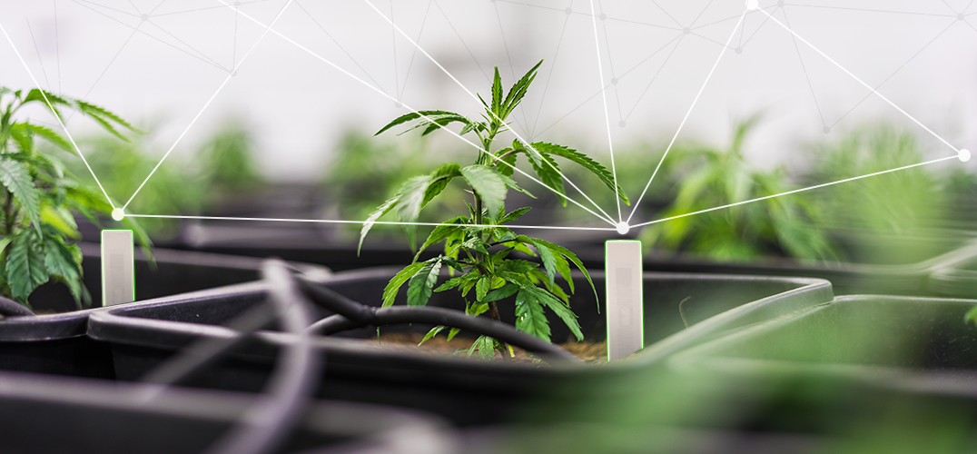 RFID Offers Efficiency for Cannabis Tracking from Seed to Sale for Plants, Products and Packaging RFID Offers Efficiency for Cannabis Tracking from Seed to Sale for Plants, Products and Packaging