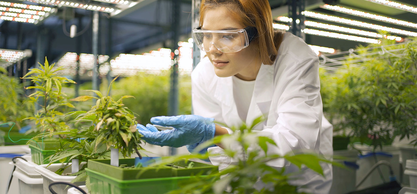 The Benefits of RFID Tagging for the Cannabis Industry The Benefits of RFID Tagging for the Cannabis Industry
