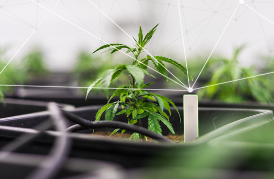 RFID Offers Efficiency for Cannabis Tracking from Seed to Sale for Plants, Products and Packaging RFID Offers Efficiency for Cannabis Tracking from Seed to Sale for Plants, Products and Packaging