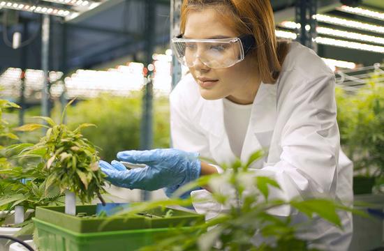 The Benefits of RFID Tagging for the Cannabis Industry The Benefits of RFID Tagging for the Cannabis Industry