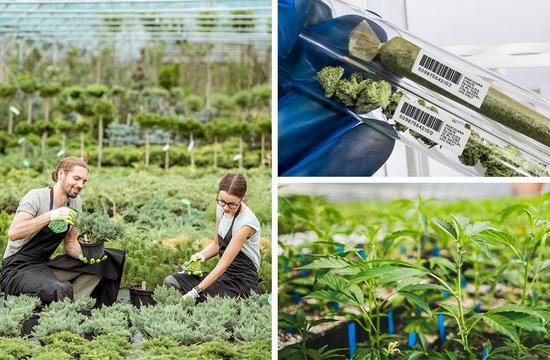 Must-Have Thermal Printers for Horticulture and Cannabis Labeling Must-Have Thermal Printers for Horticulture and Cannabis Labeling