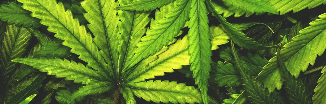 cannabis