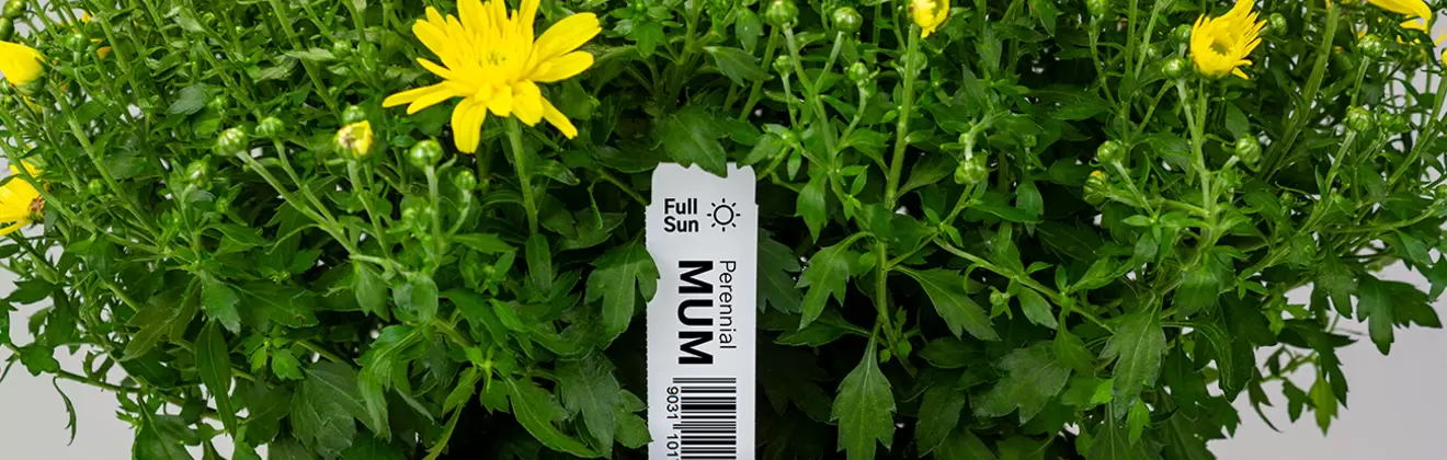horticulture-mums-plant-stakes-genuine-supplies