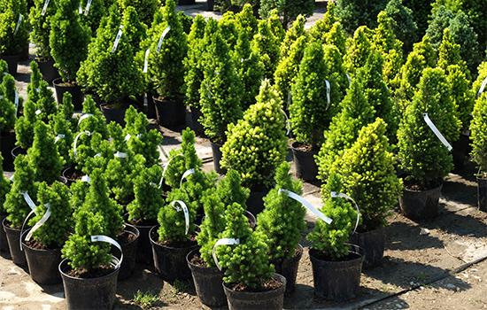 wrap-around-tags-garaden-horticulture-bushes